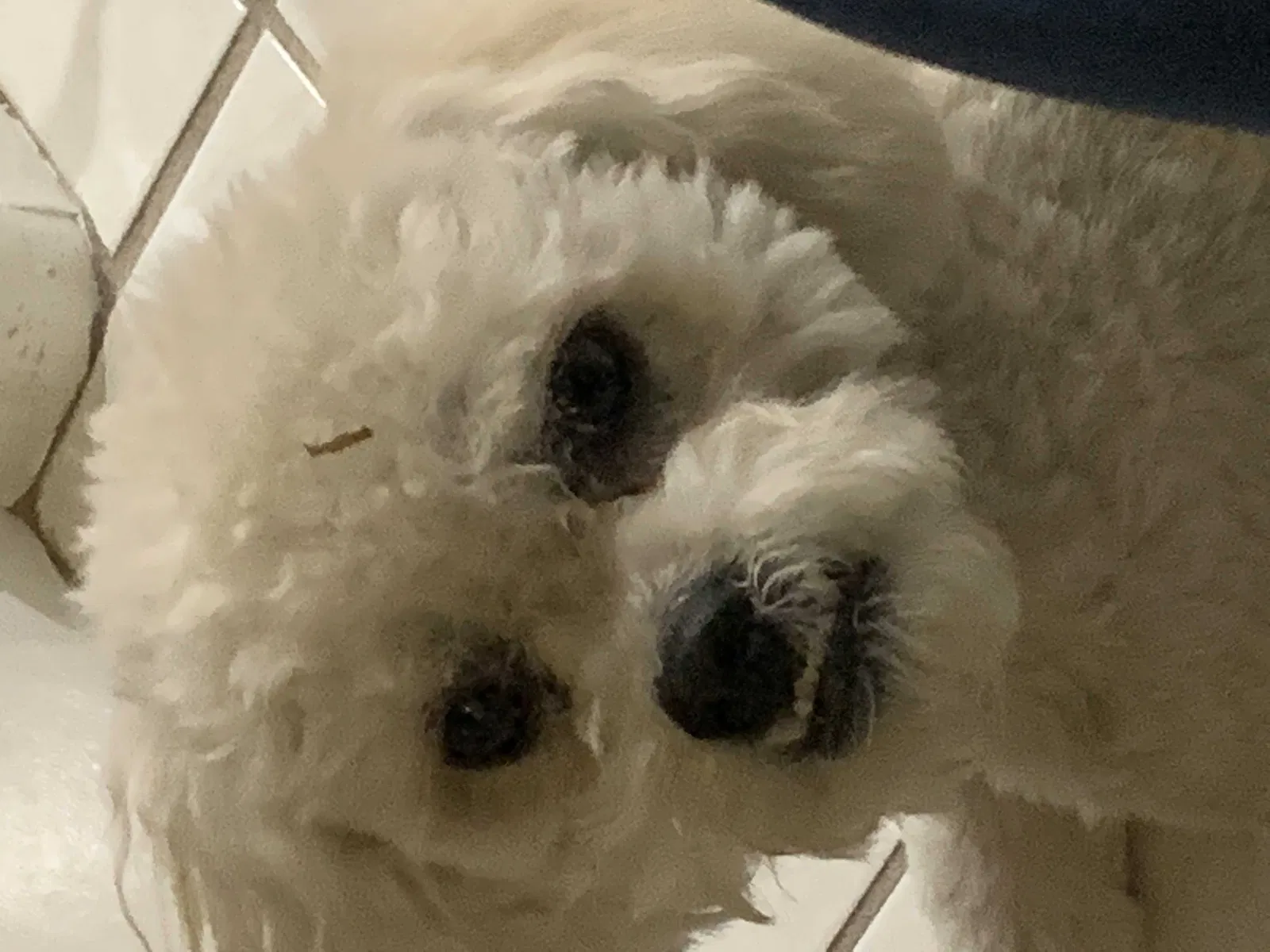 Lost dog in Las Vegas, NV, 89110