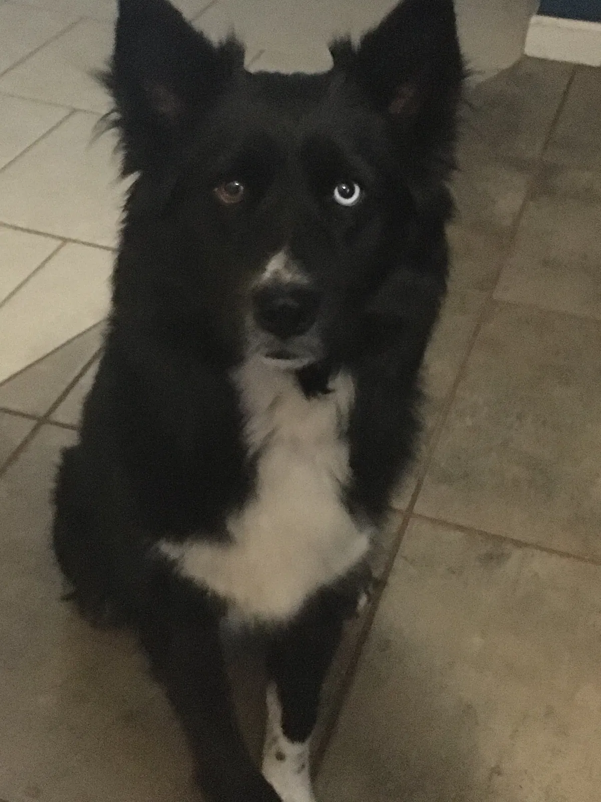 Lost dog in San Antonio, TX, 78218