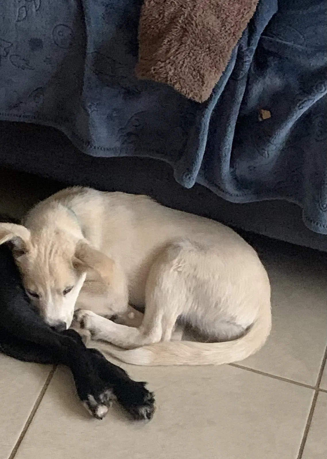 Lost dog in San Antonio, TX, 78218