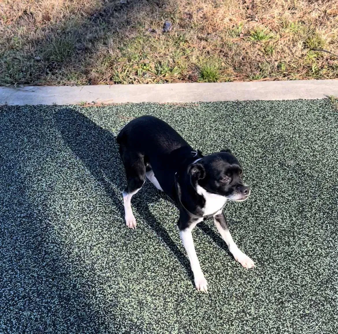 Lost dog in Fairfield, AL, 35064