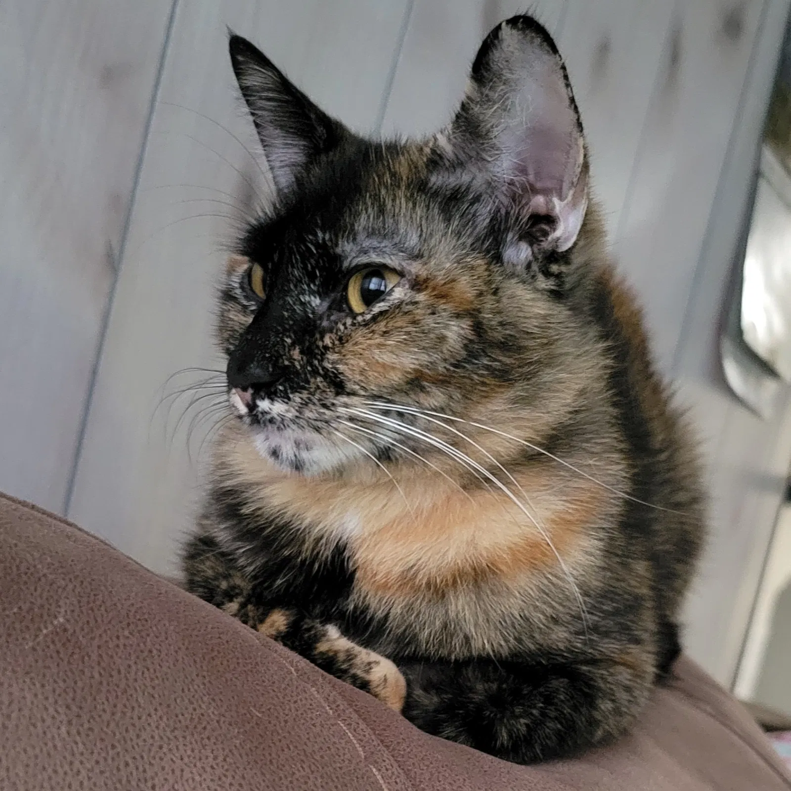 Lost cat in Saint Augustine, FL, 32095