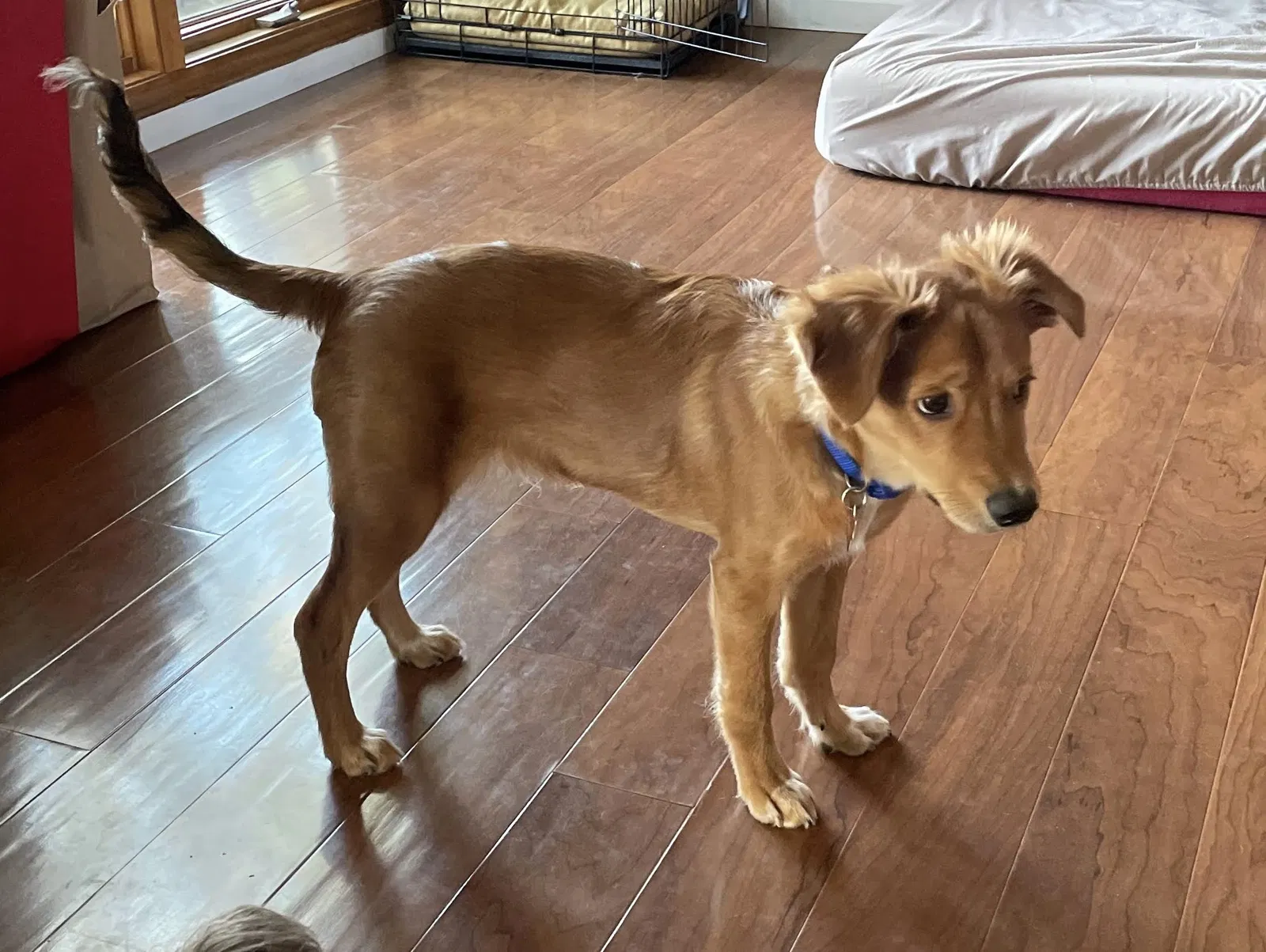 Lost dog in San Antonio, TX, 78247