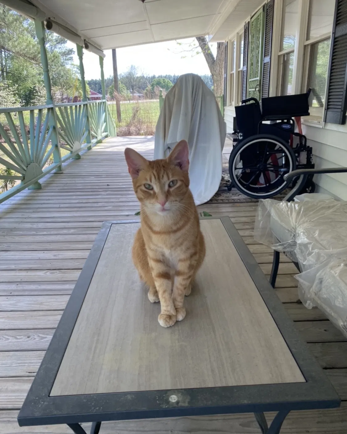 Lost cat in Mount Olive, NC, 28365