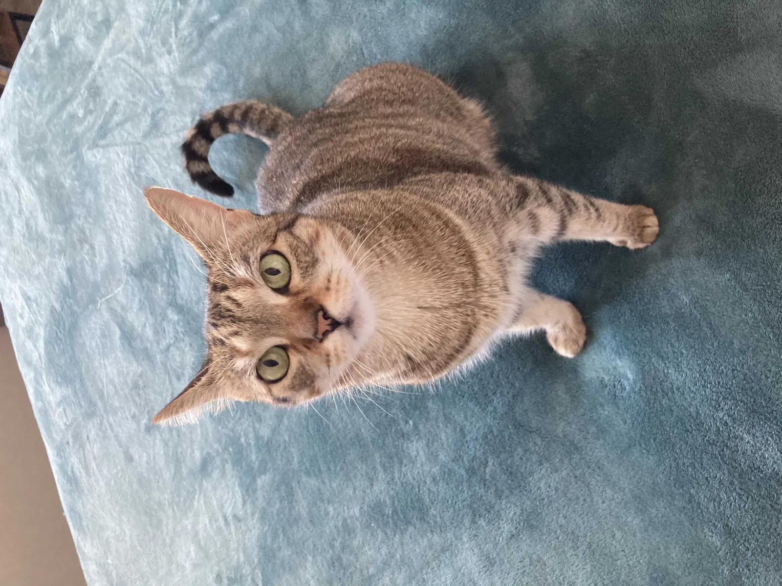 Lost cat in Hollywood, FL, 33025