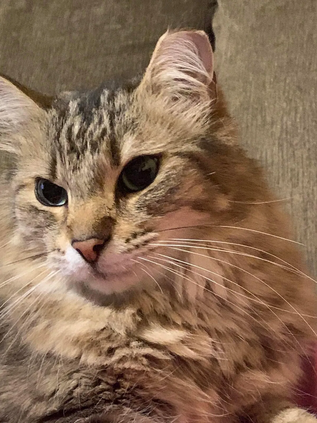 Lost cat in Virginia Beach, VA, 23451