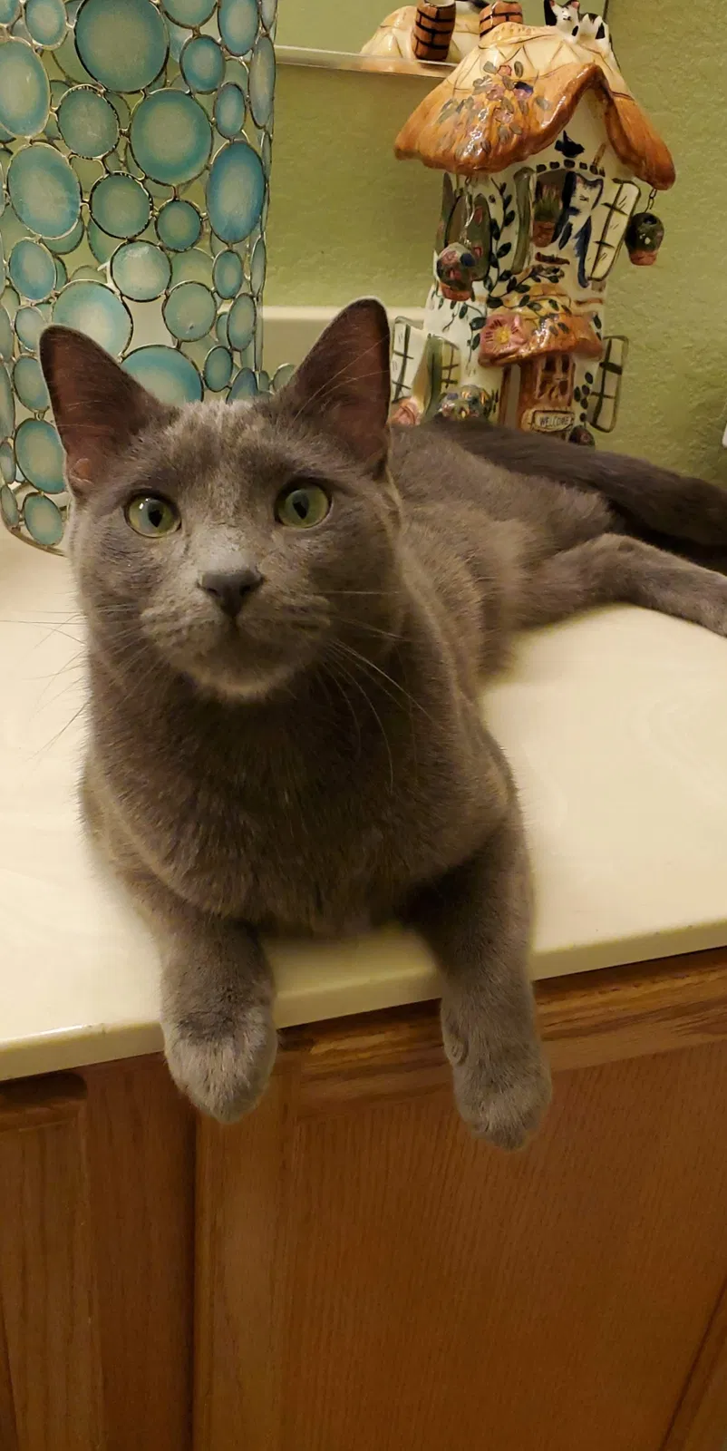 Lost cat in Tucson, AZ, 85713