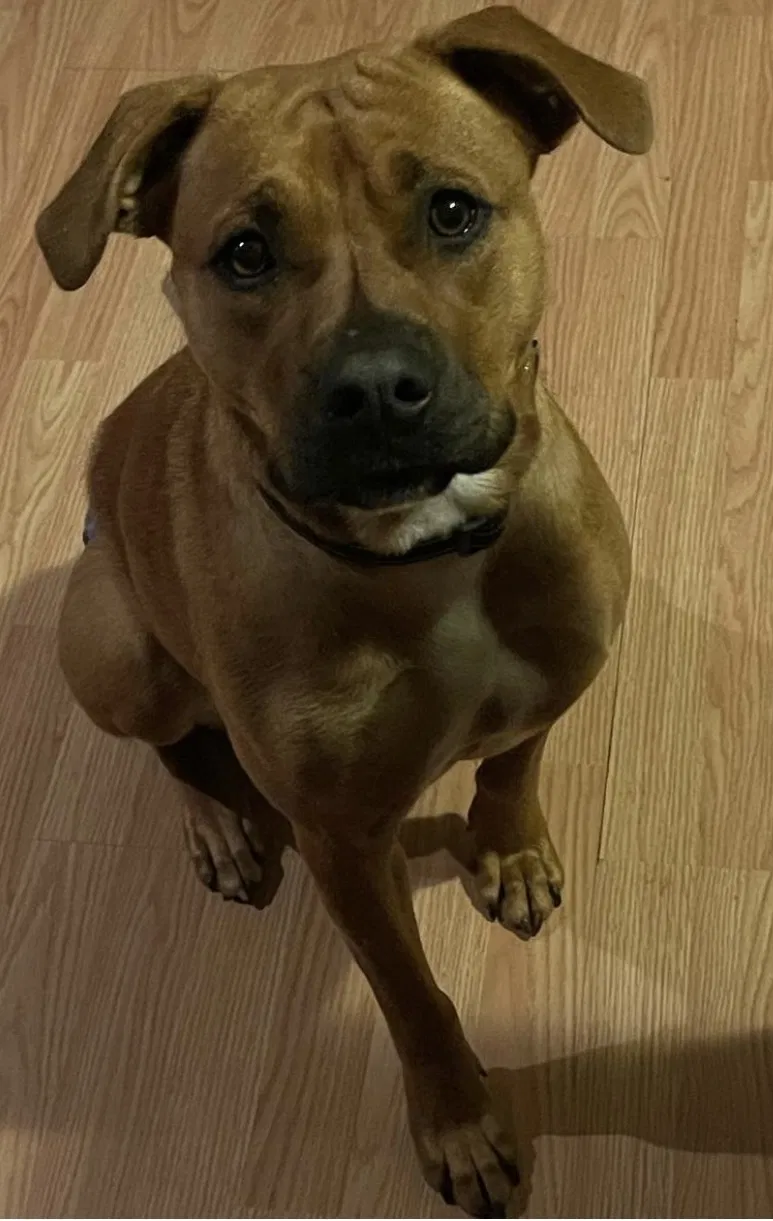 Lost dog in Charlotte, NC, 28215