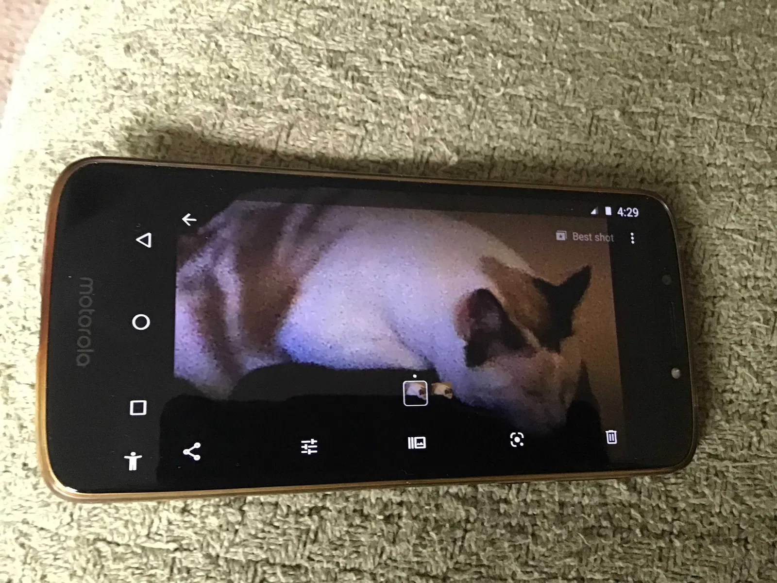 Lost cat in Lexington, KY, 40517