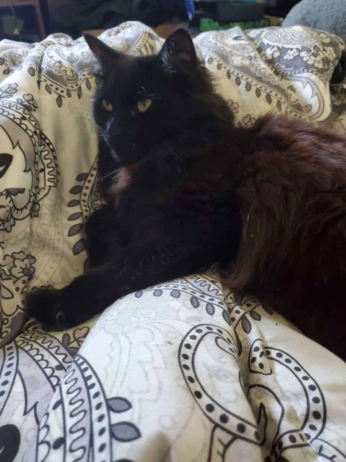 Lost cat in Newport News, VA, 23601