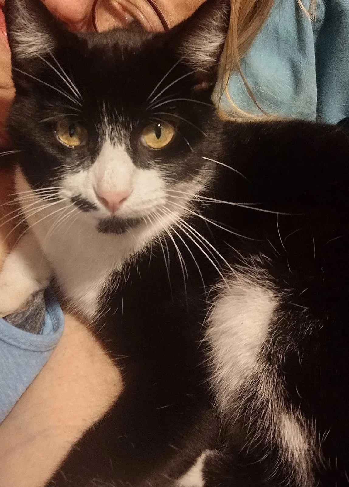 Lost cat in San Marcos, TX, 78666