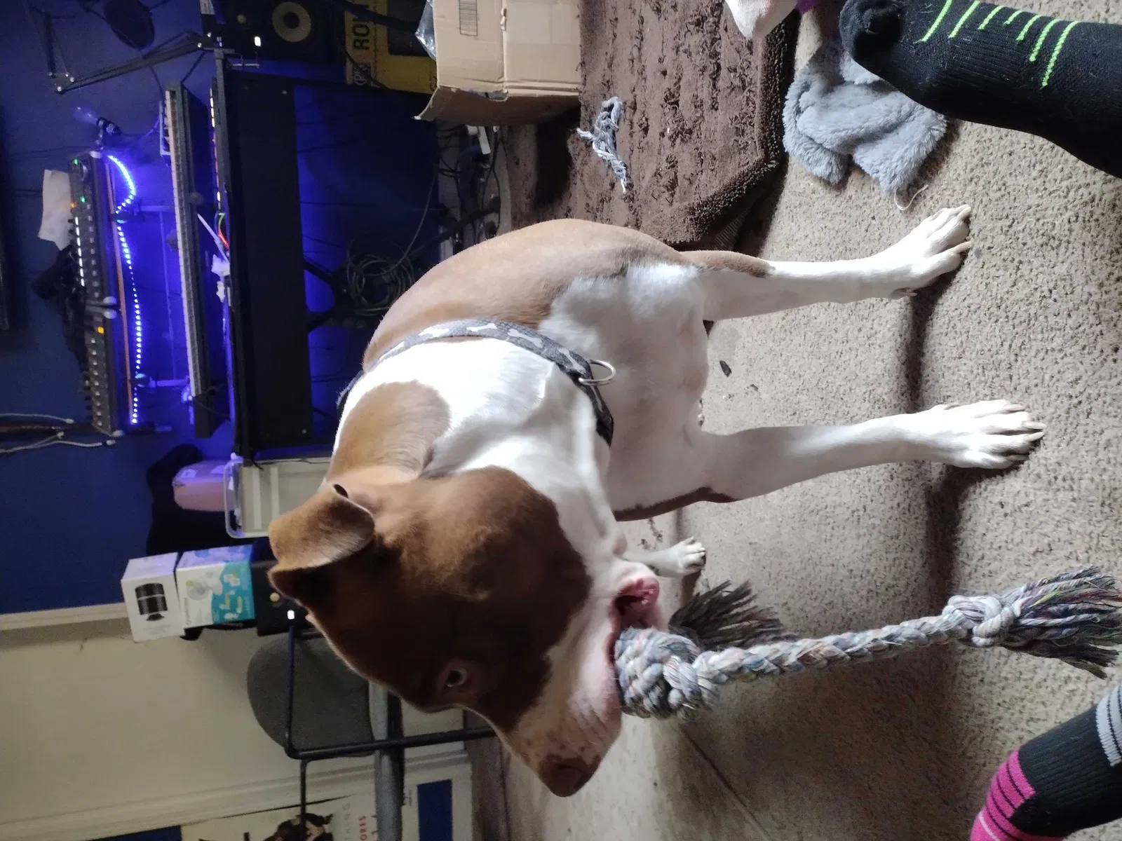 Lost dog in Indianapolis, IN, 46224