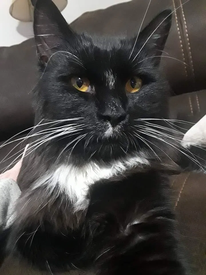 Lost cat in Hebron, OH, 43025