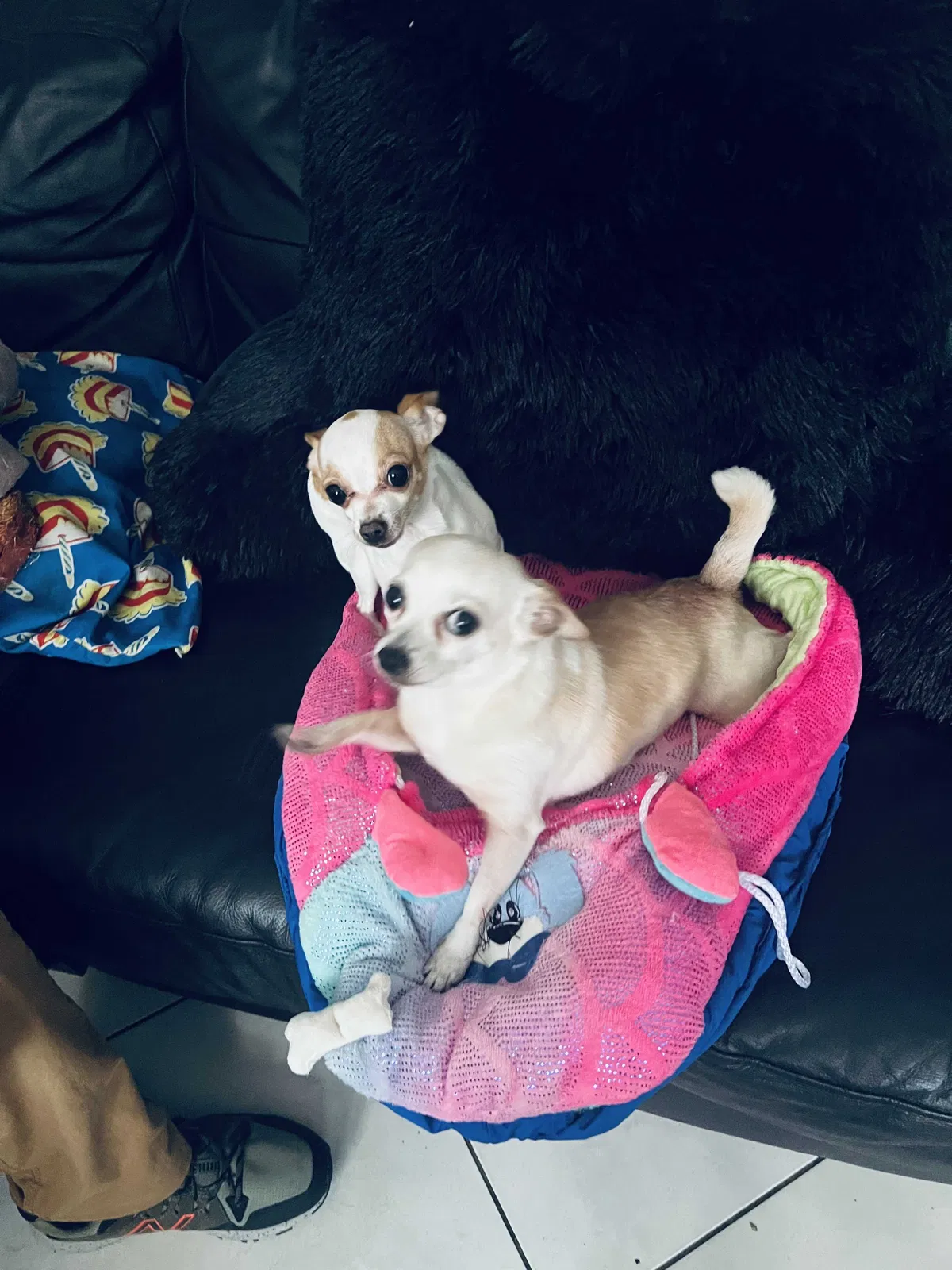 Lost dog in Hollywood, FL, 33021