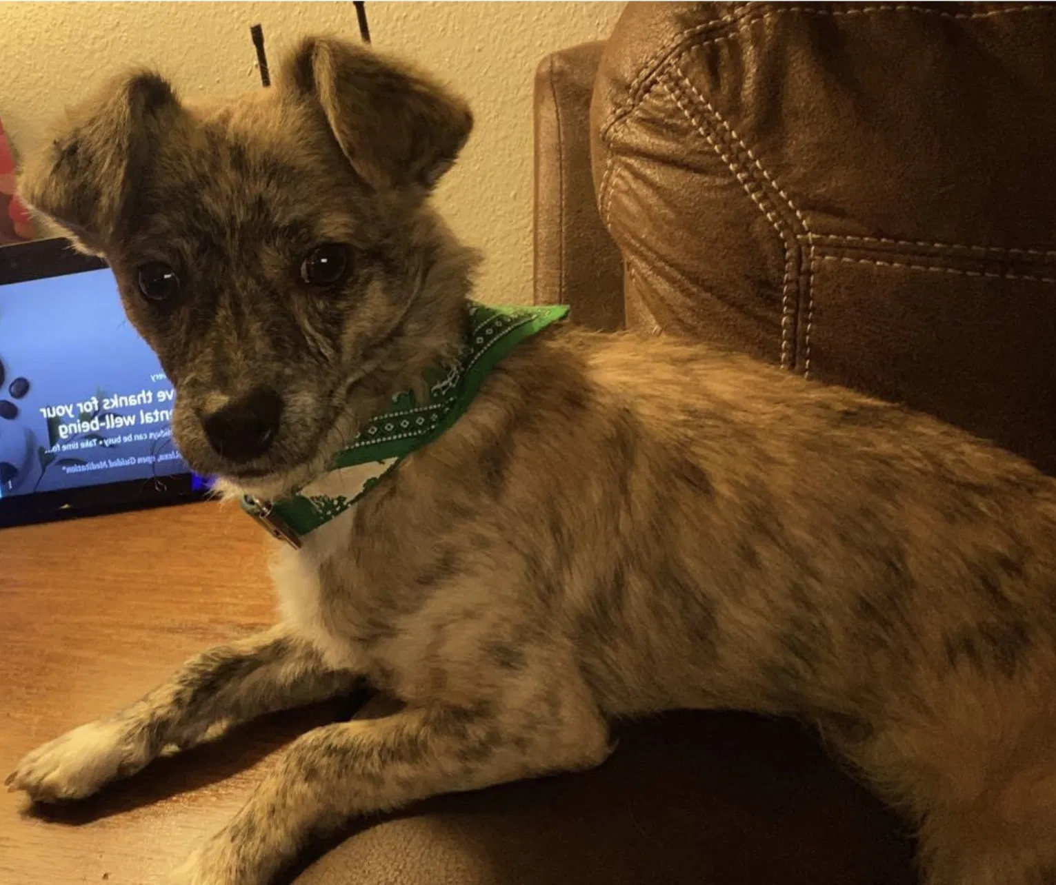 Lost dog in Reno, NV, 89512