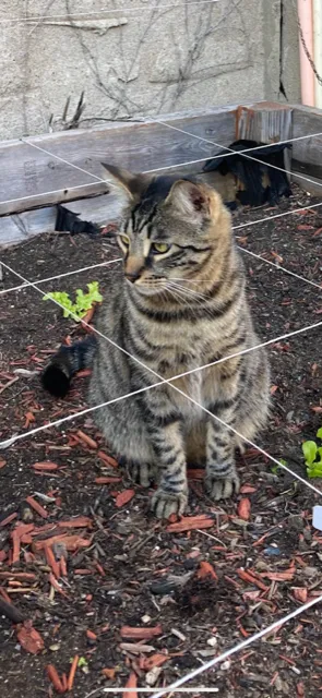 Lost cat in Philadelphia, PA, 19146