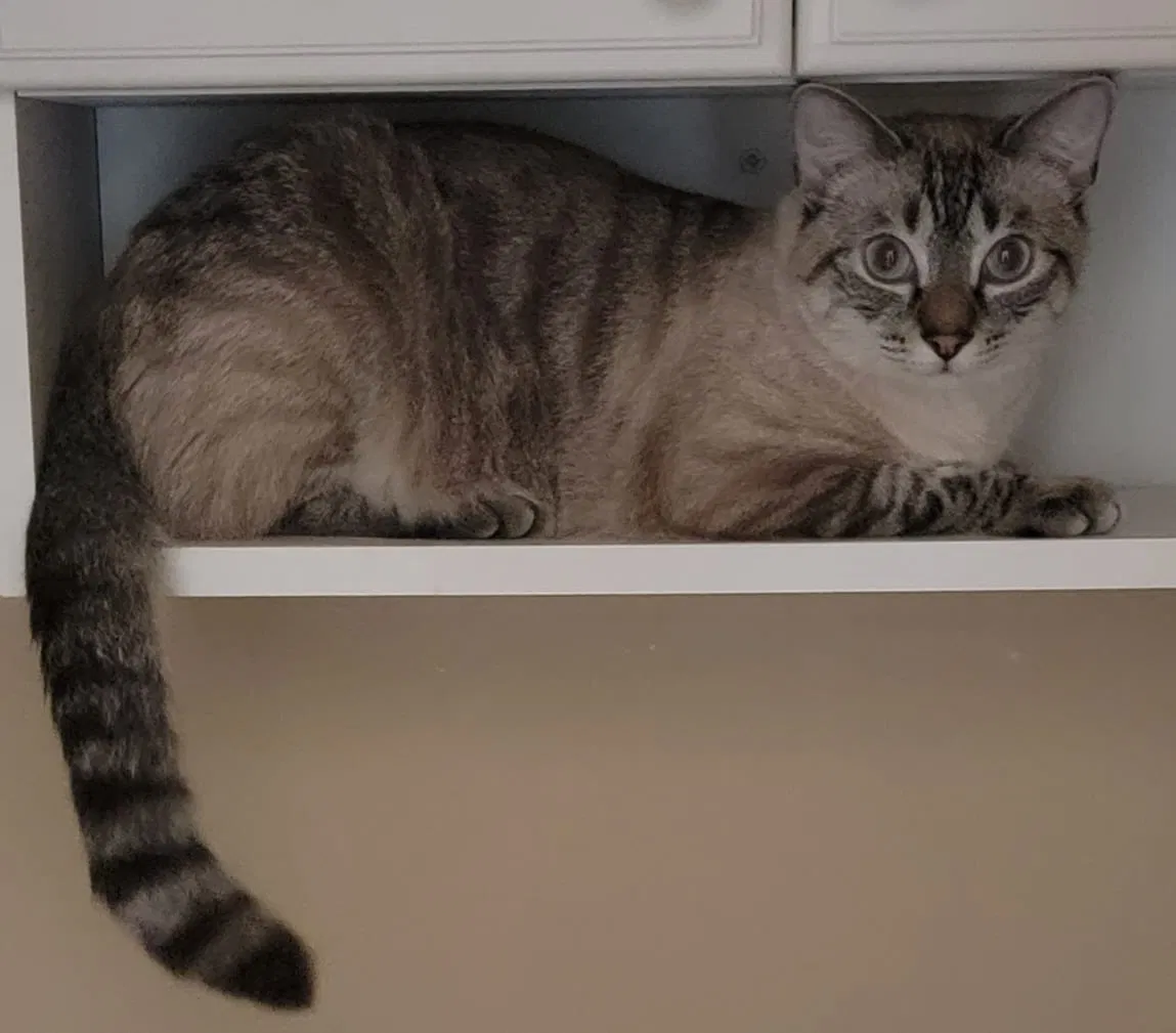 Lost cat in Houston, TX, 77064