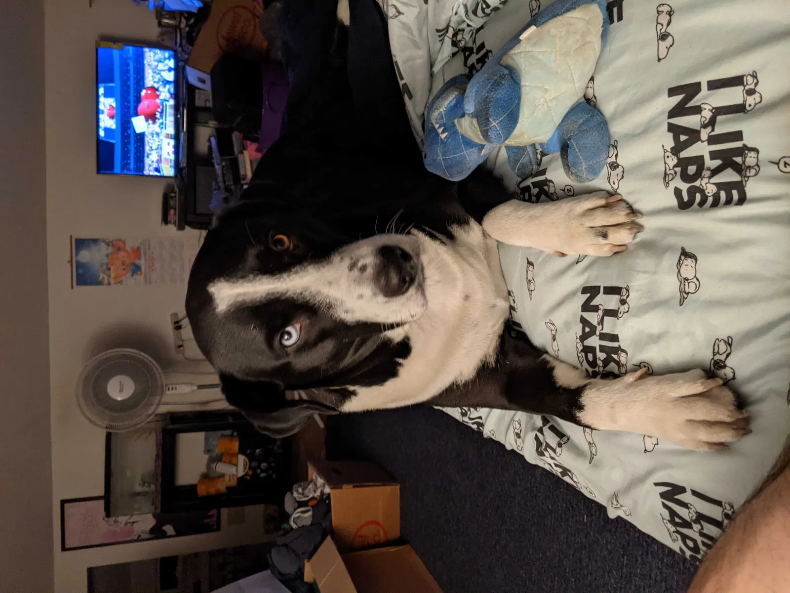 Lost dog in Sandwich, IL, 60548