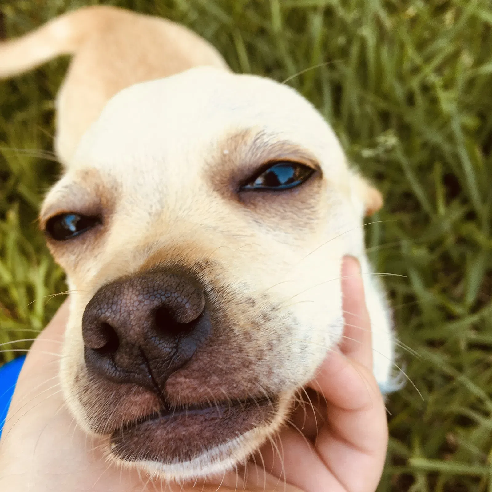 Lost dog in Unknown, TX, 7172