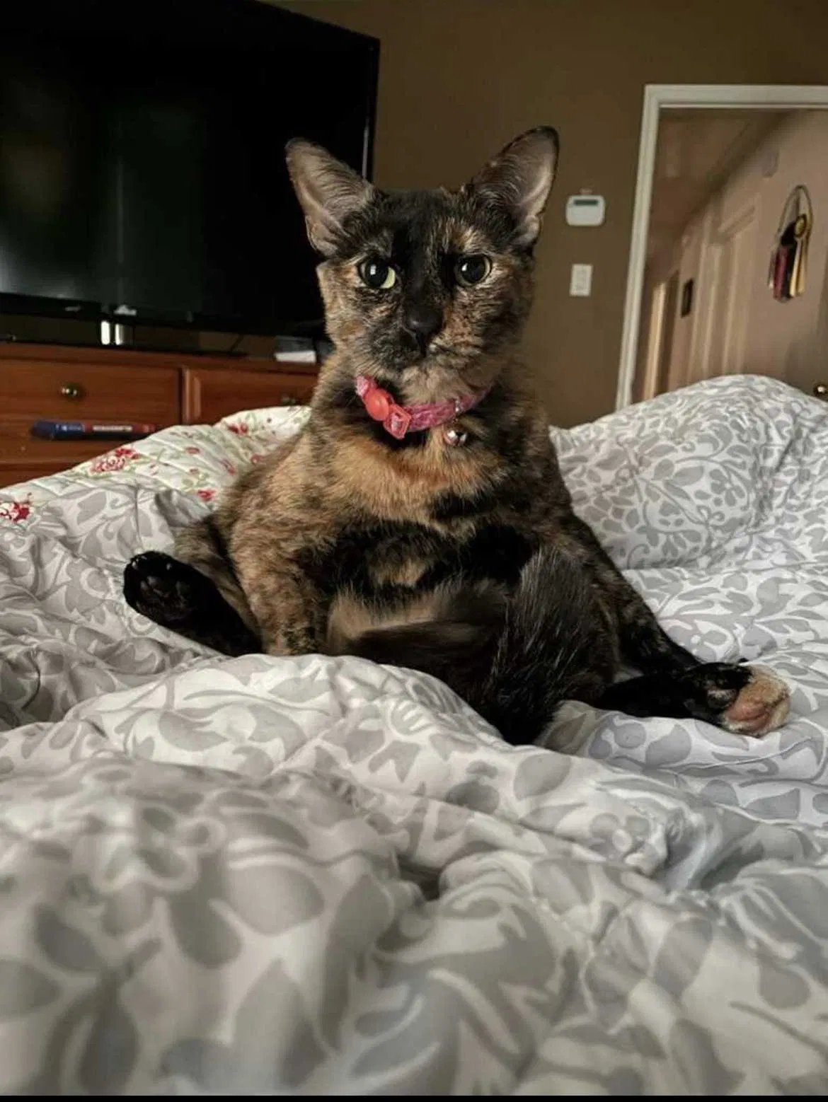 Lost cat in Katy, TX, 77449