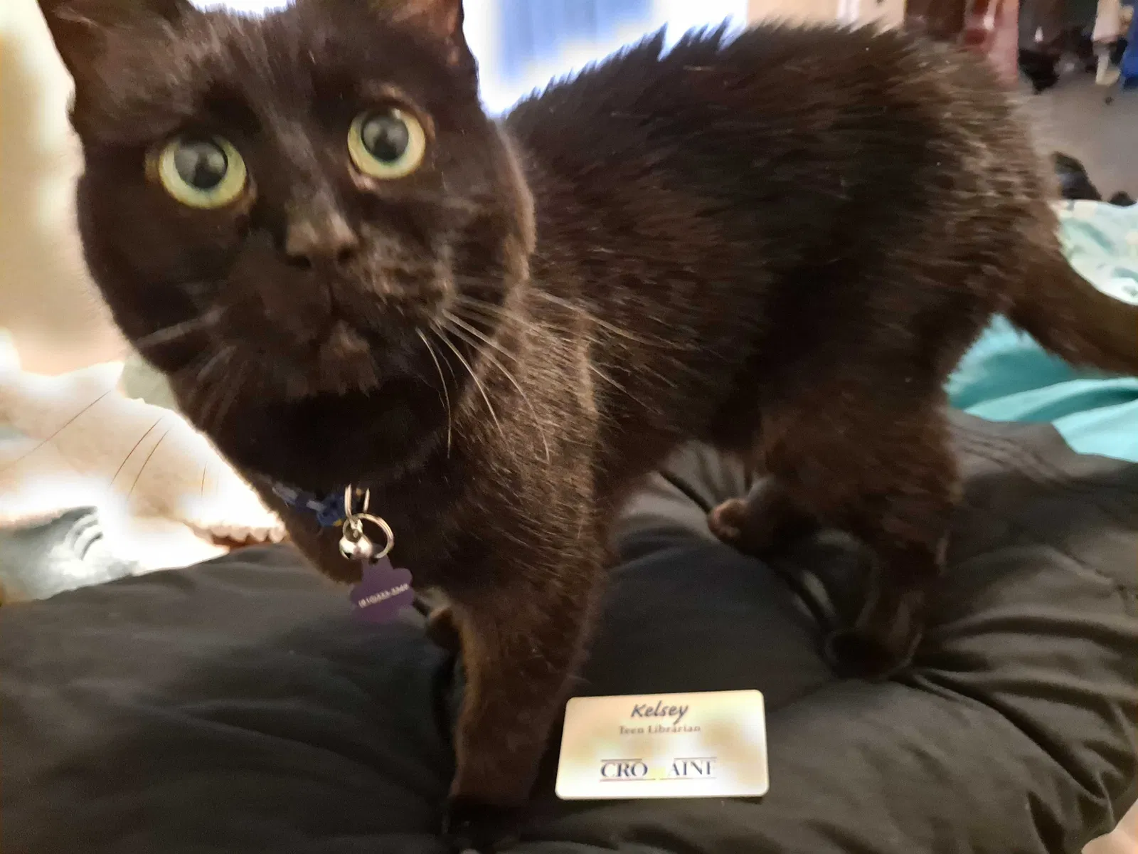 Lost cat in Highland, MI, 48357