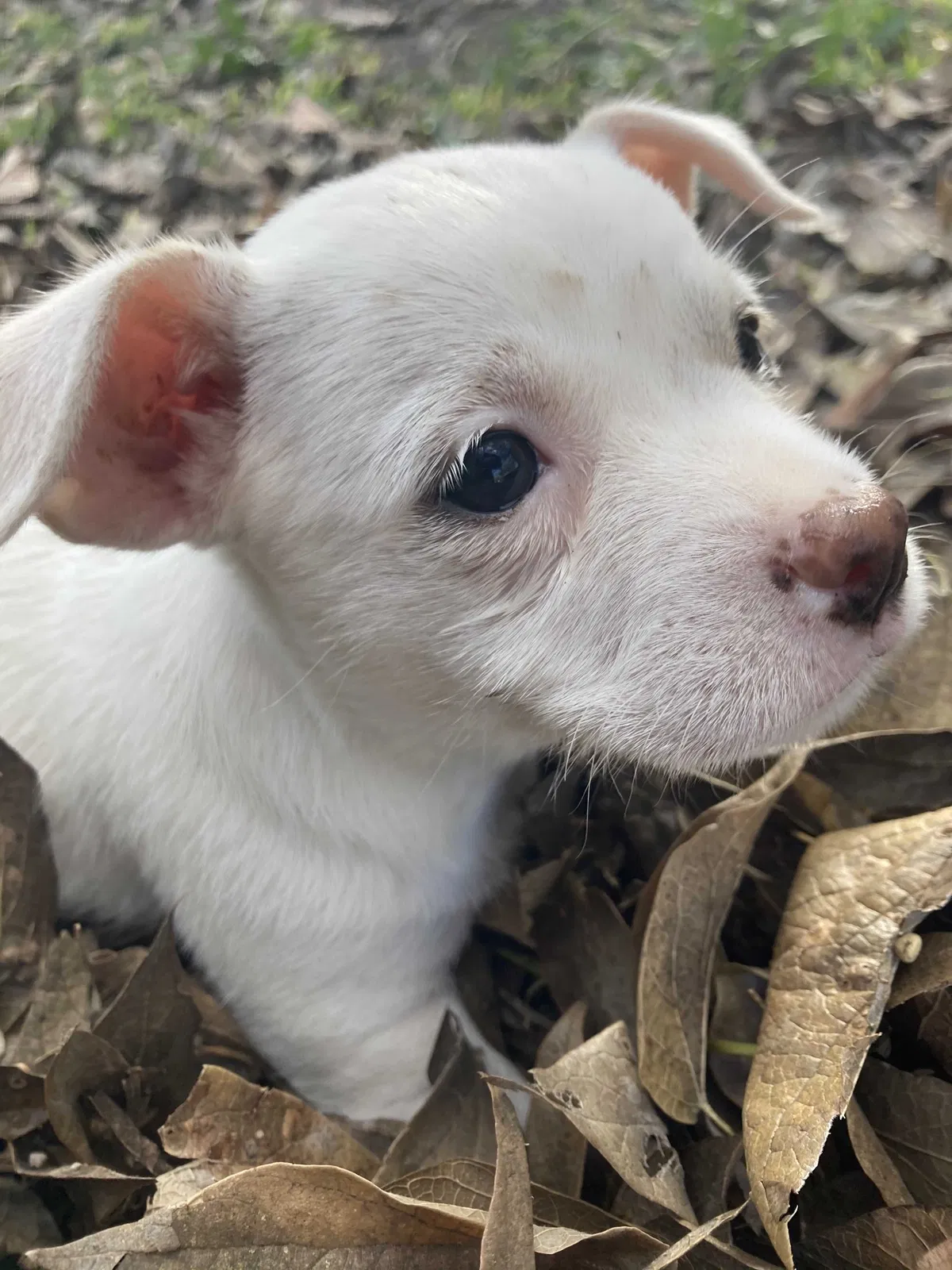 Lost dog in Wilmer, TX, 75172