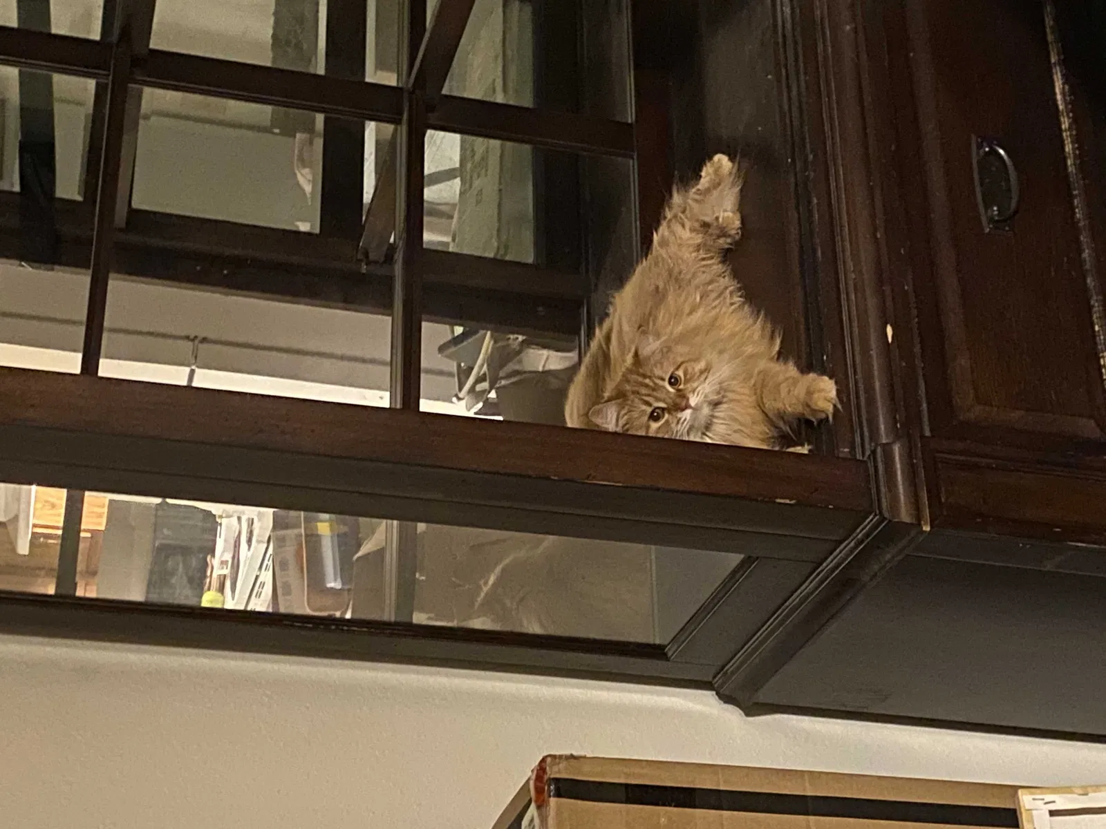 Lost cat in Milwaukee, WI, 53220