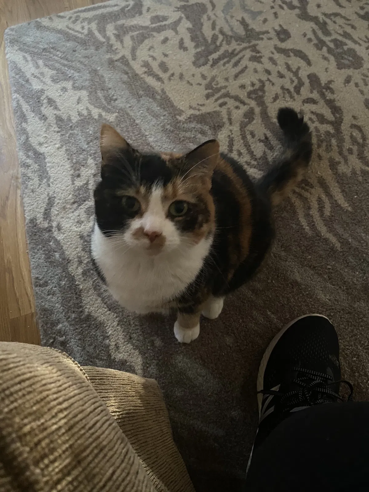 Lost cat in Morganton, NC, 28655