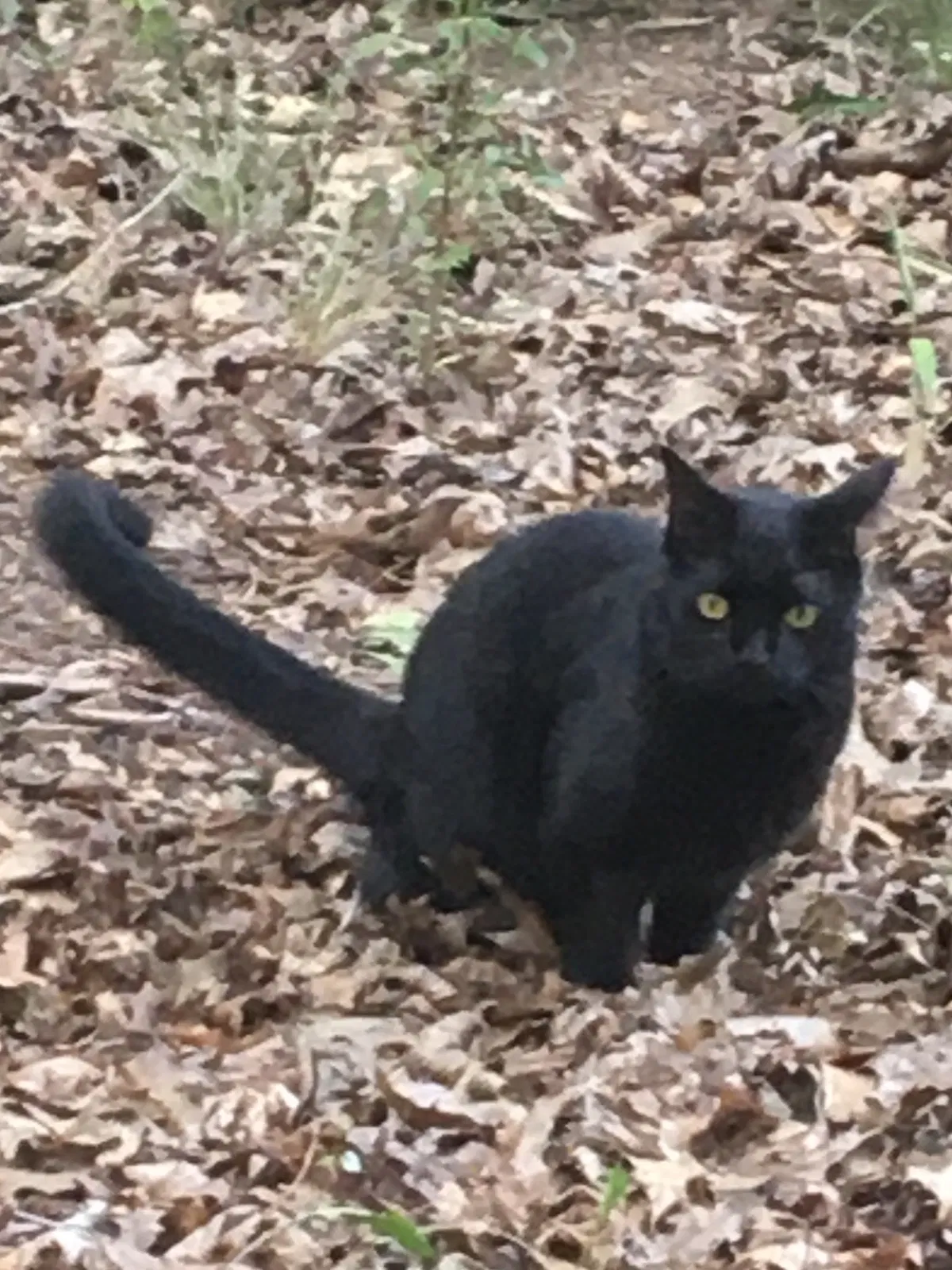 Lost cat in Unknown, SC, 21975