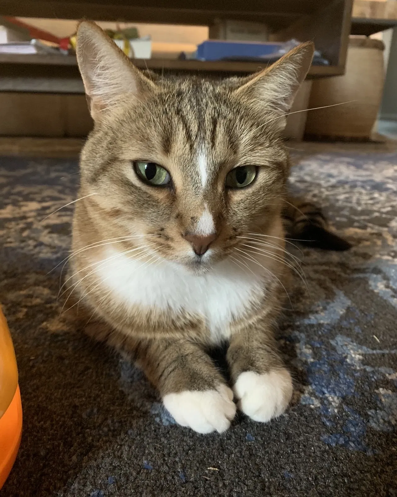 Lost cat in Richardson, TX, 75082
