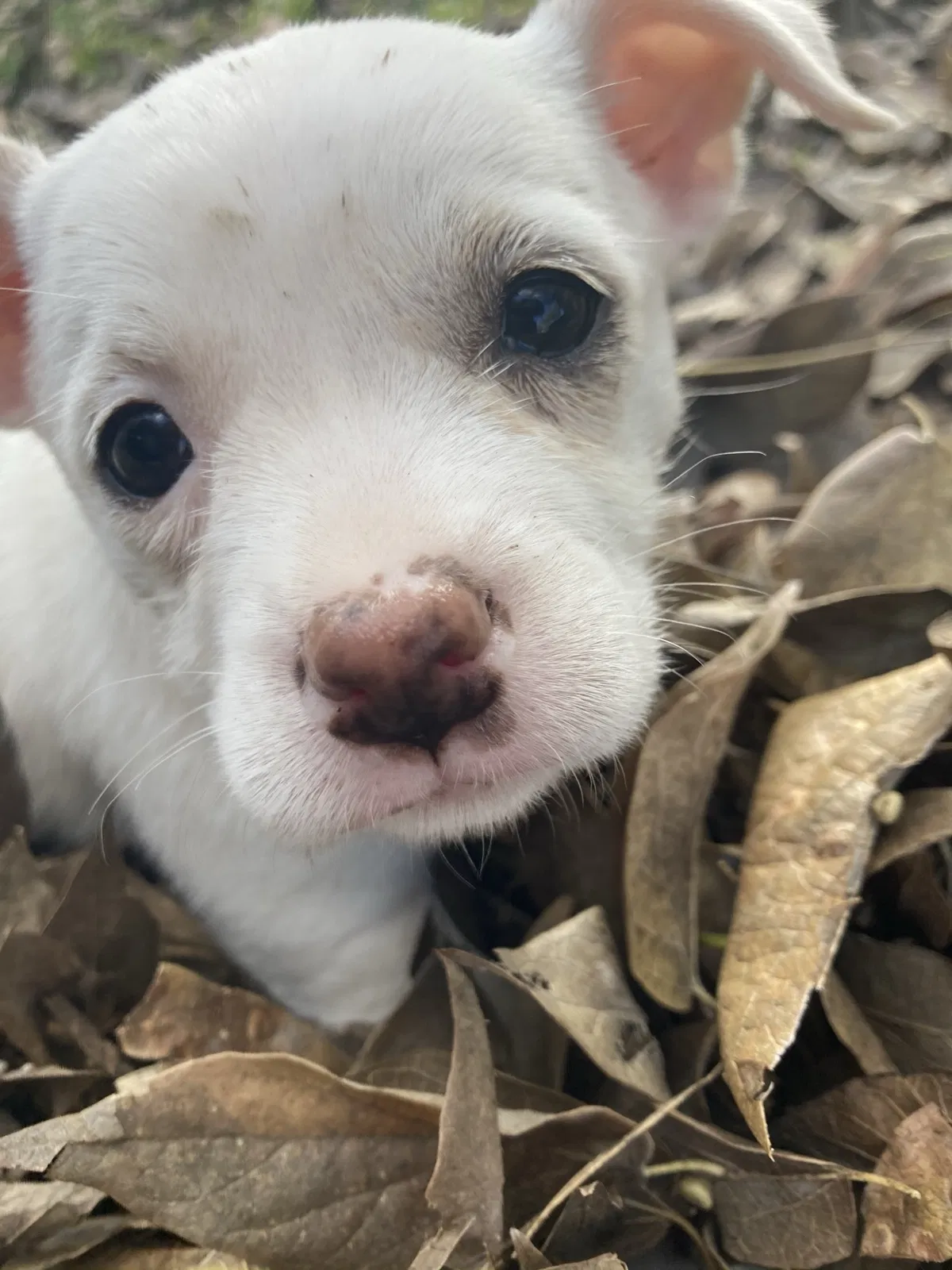 Lost dog in Wilmer, TX, 75172