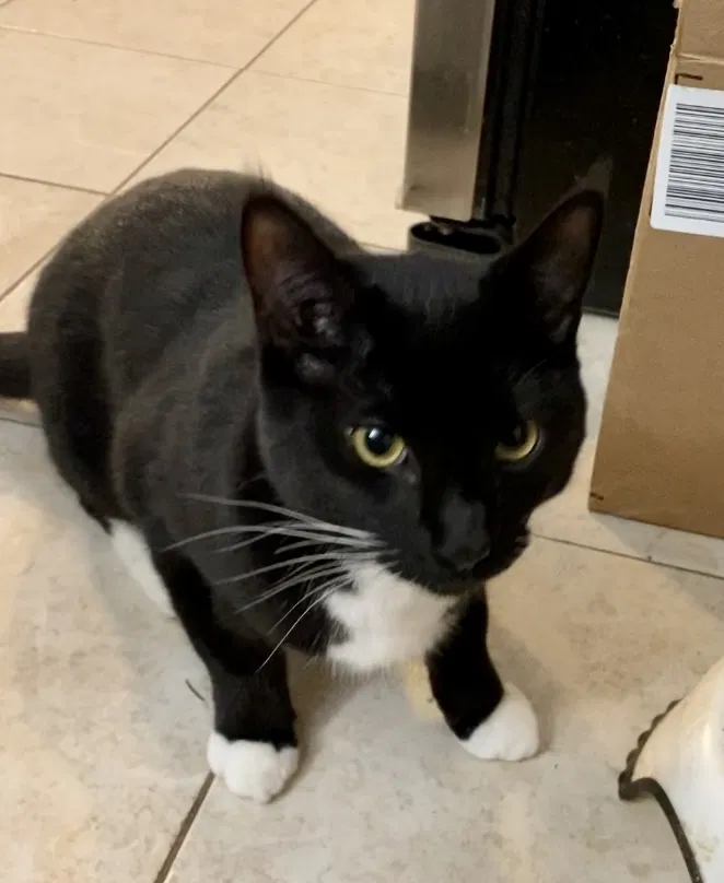 Lost cat in Monroe, WA, 98272