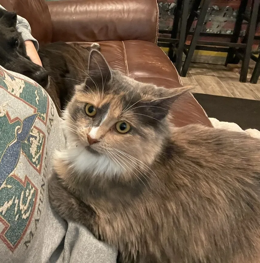 Lost cat in Temple, TX, 76502