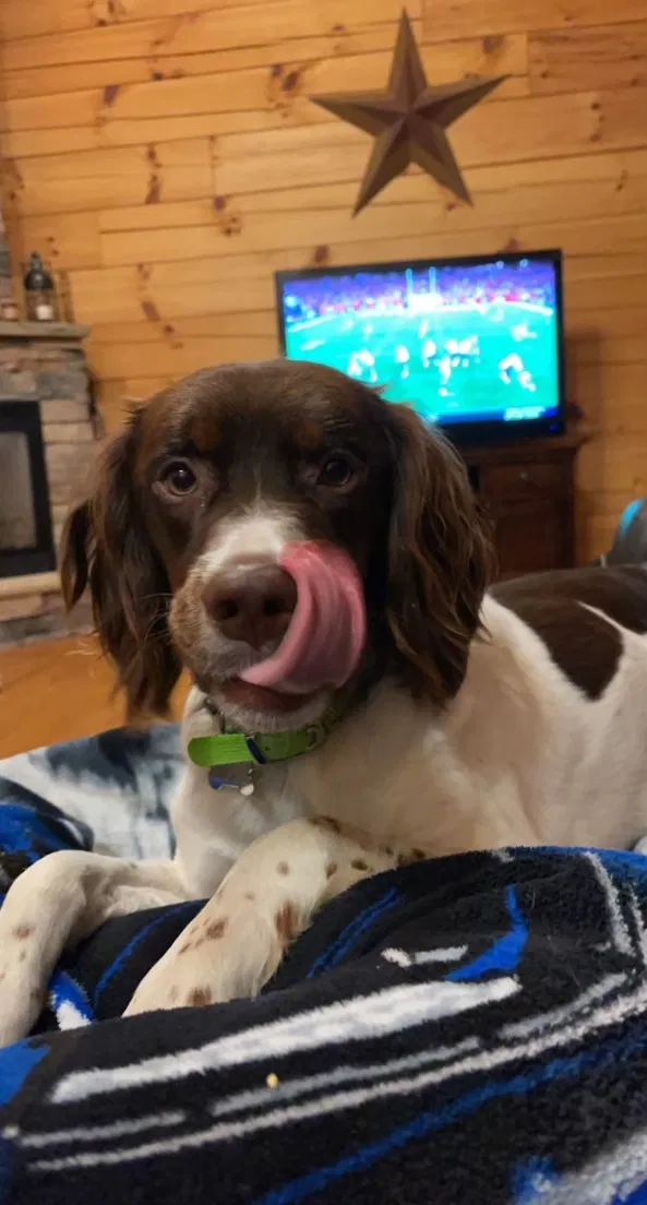 Lost dog in Sugar Grove, OH, 43155