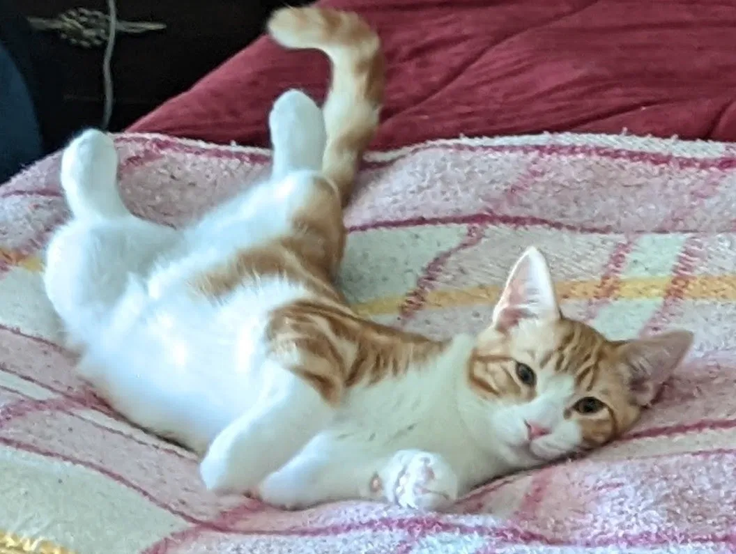 Lost cat in Turlock, CA, 95380