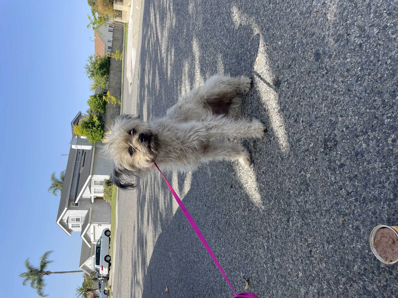 Lost dog in Riverside, CA, 92507