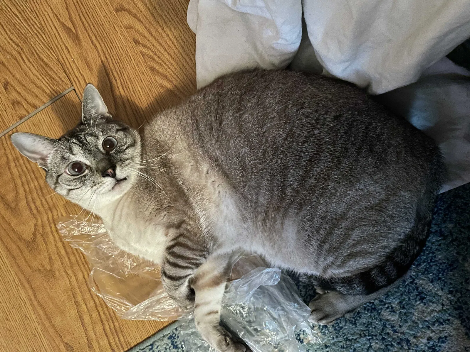 Lost cat in Liberty Hill, TX, 78642