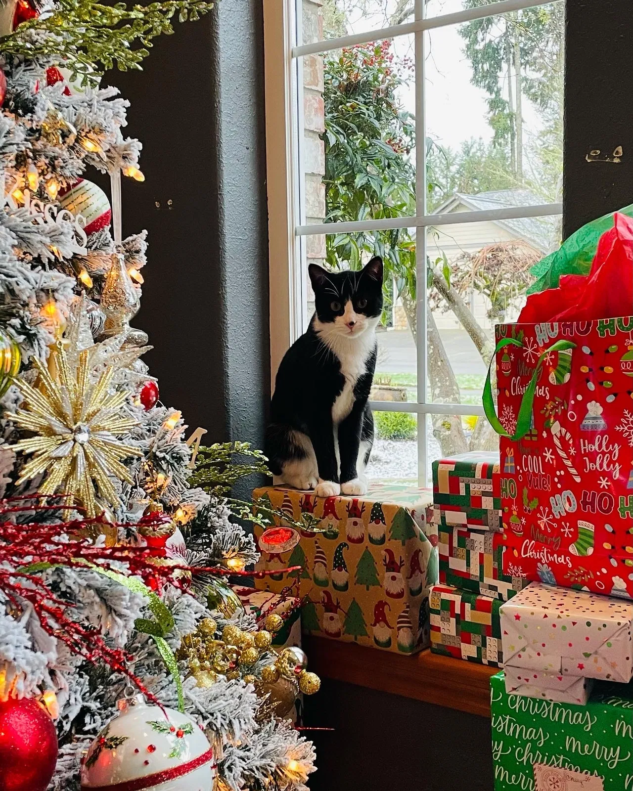 Lost cat in Olympia, WA, 98501