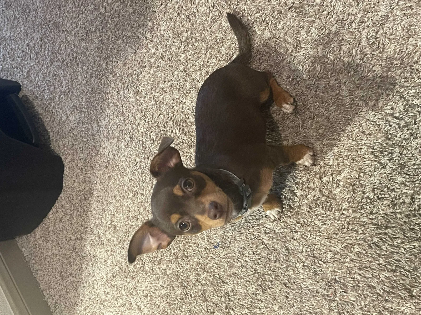 Lost dog in Houston, TX, 77042