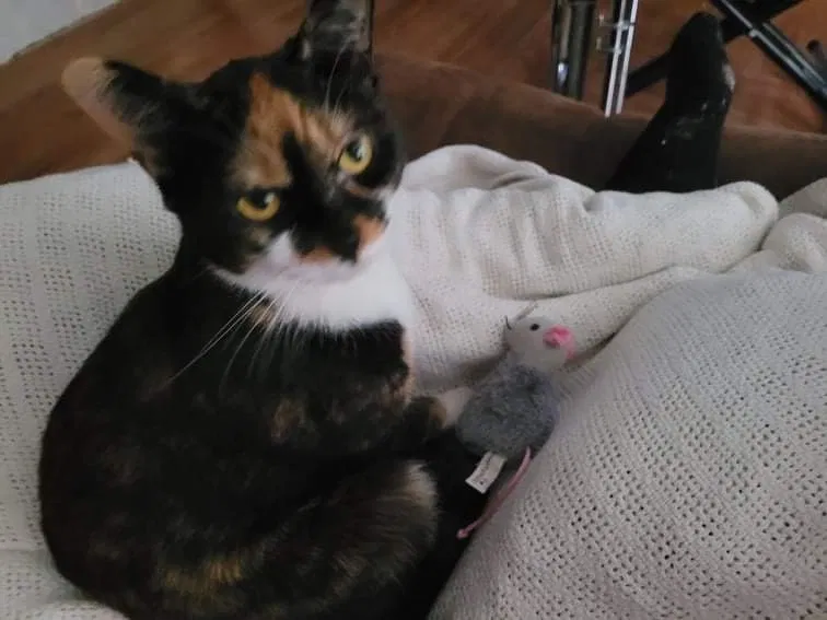Lost cat in Stone Mountain, GA, 30087