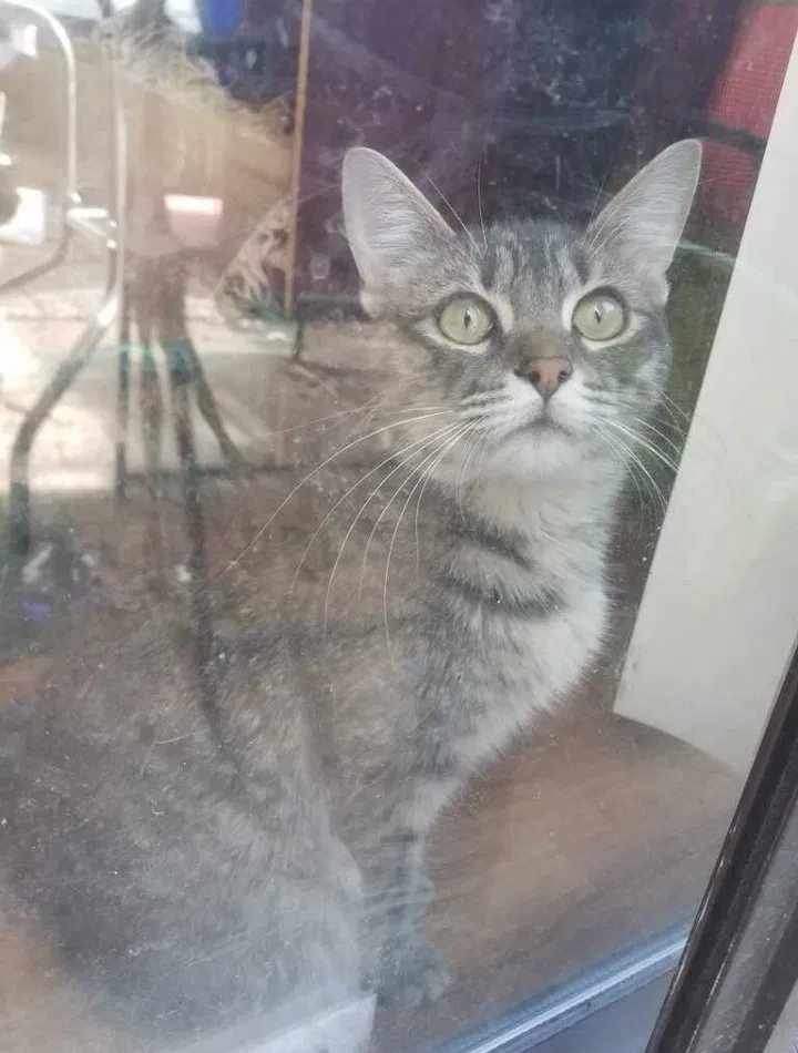 Lost cat in Tomball, TX, 77375