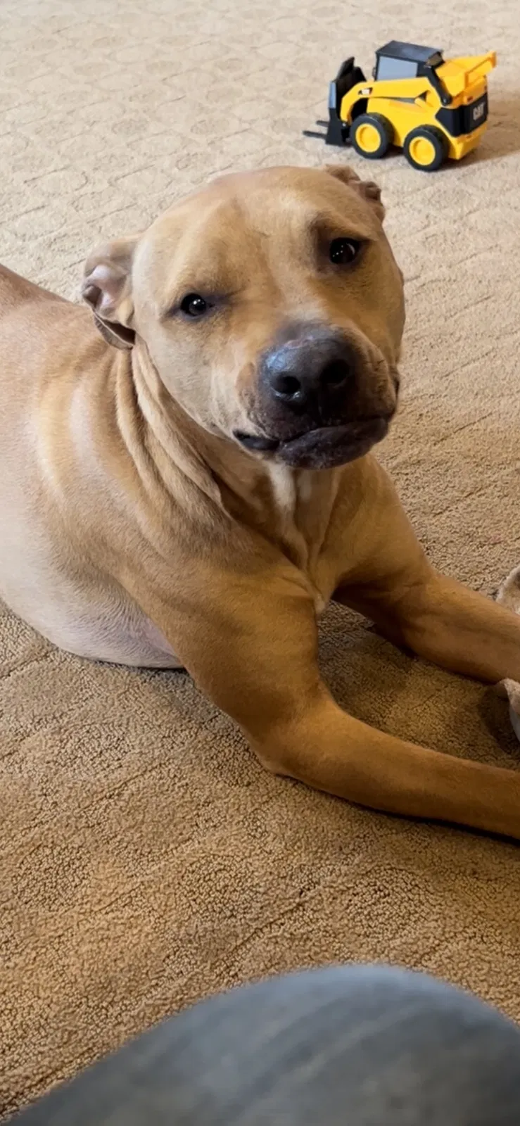 Lost dog in Shelbyville, IN, 46176