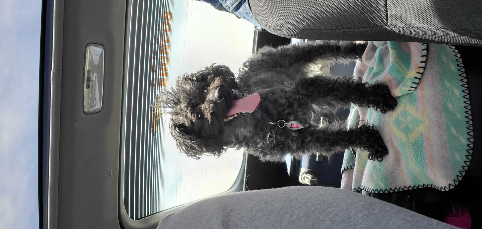 Lost dog in Henderson, NV, 89011