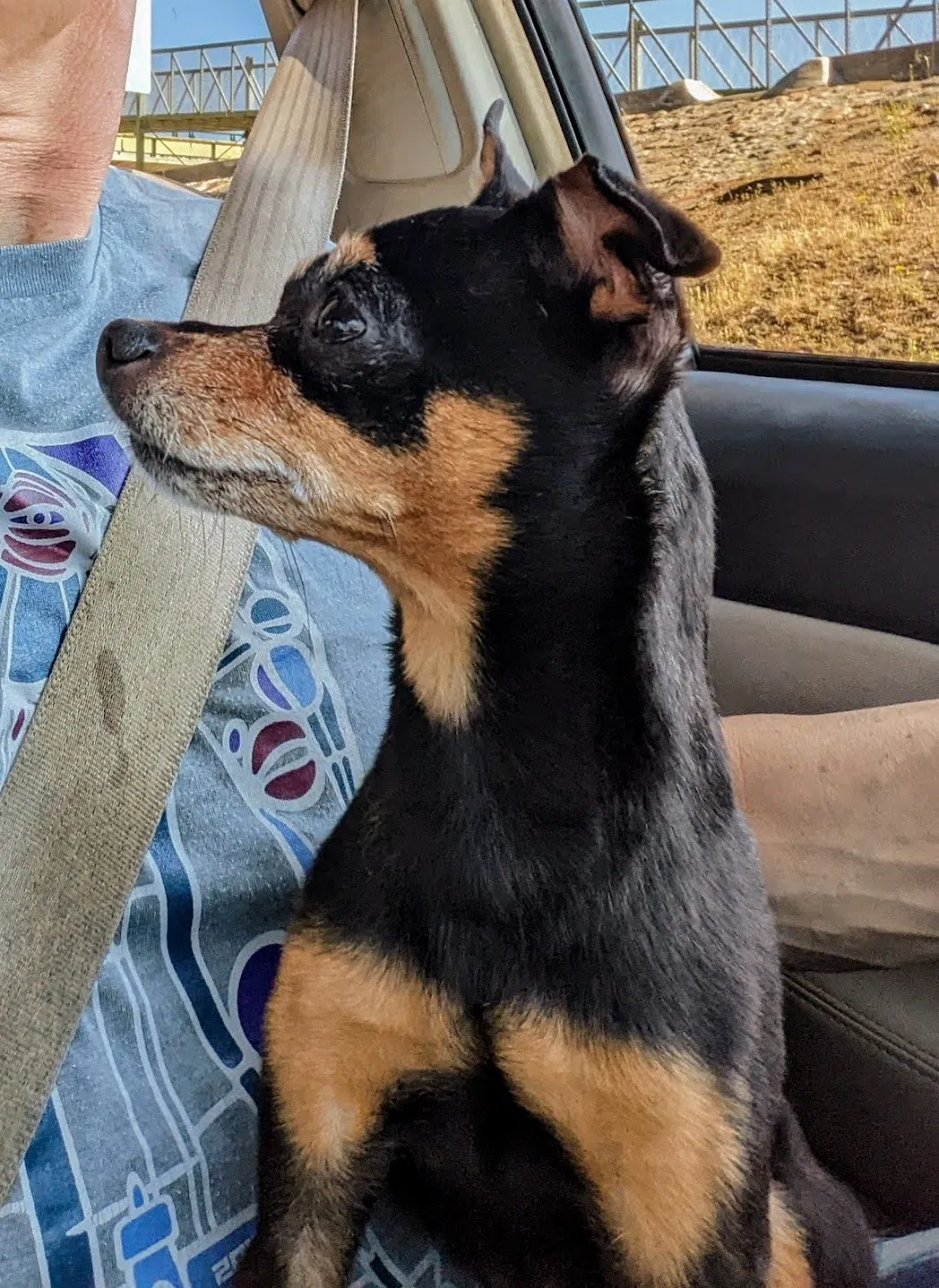 Lost dog in Fontana, CA, 92336