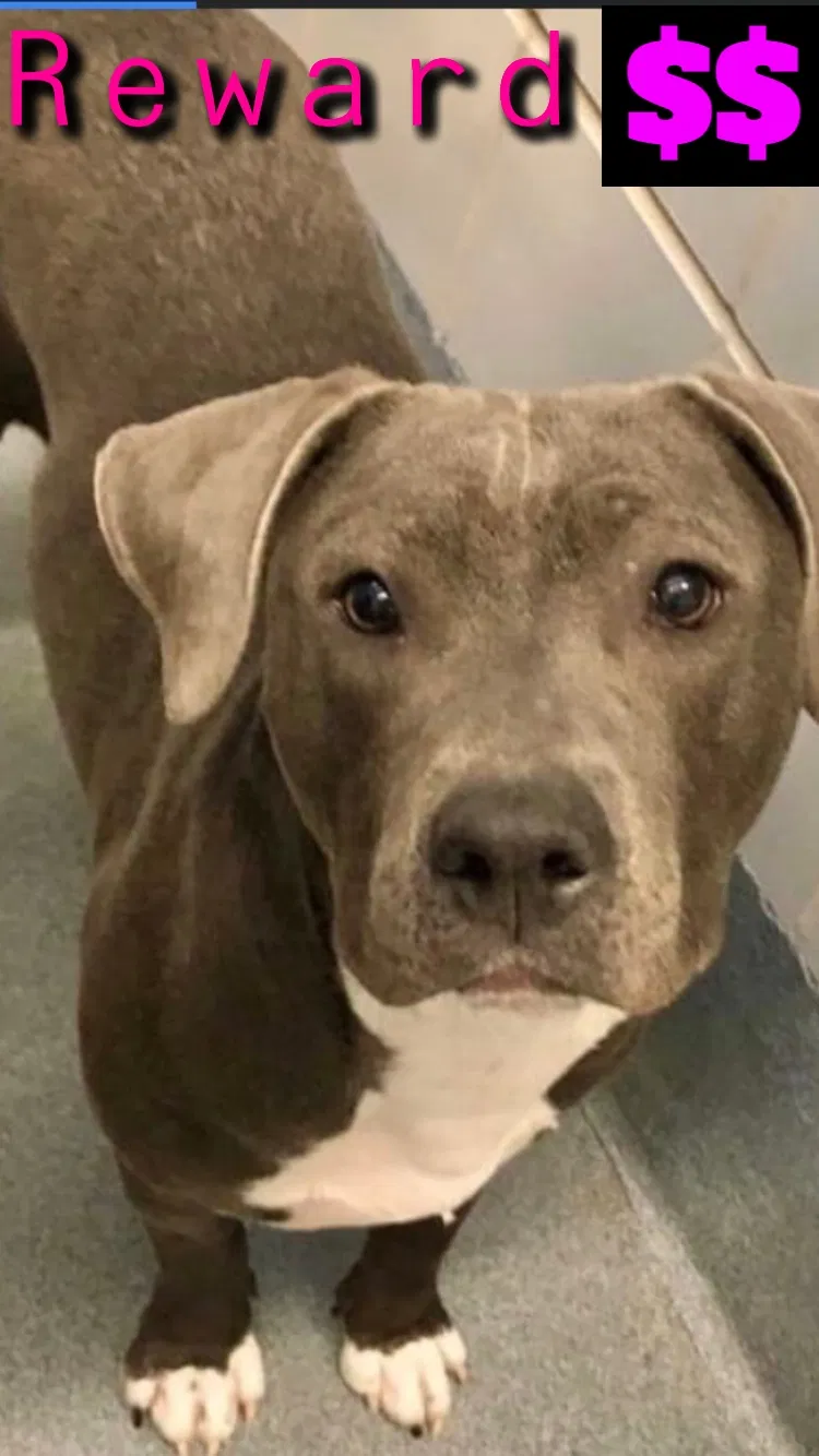 Lost dog in San Antonio, TX, 78207