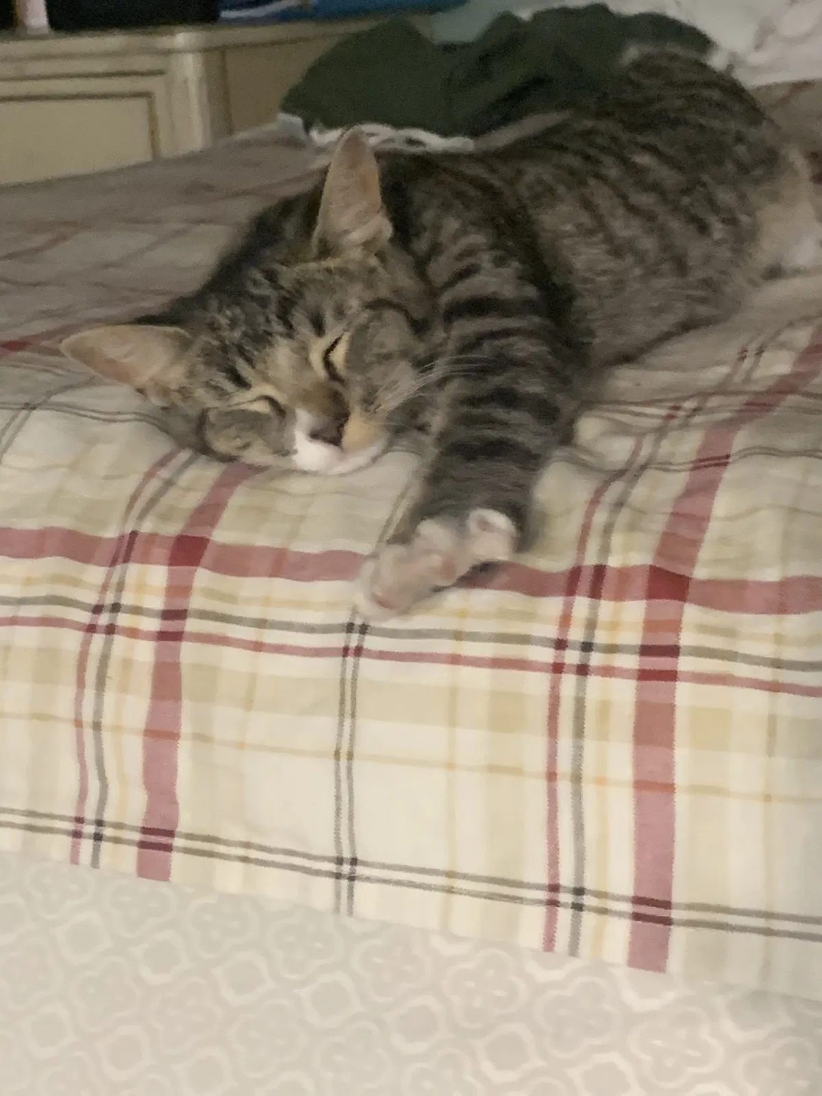 Lost cat in Deltona, FL, 32738