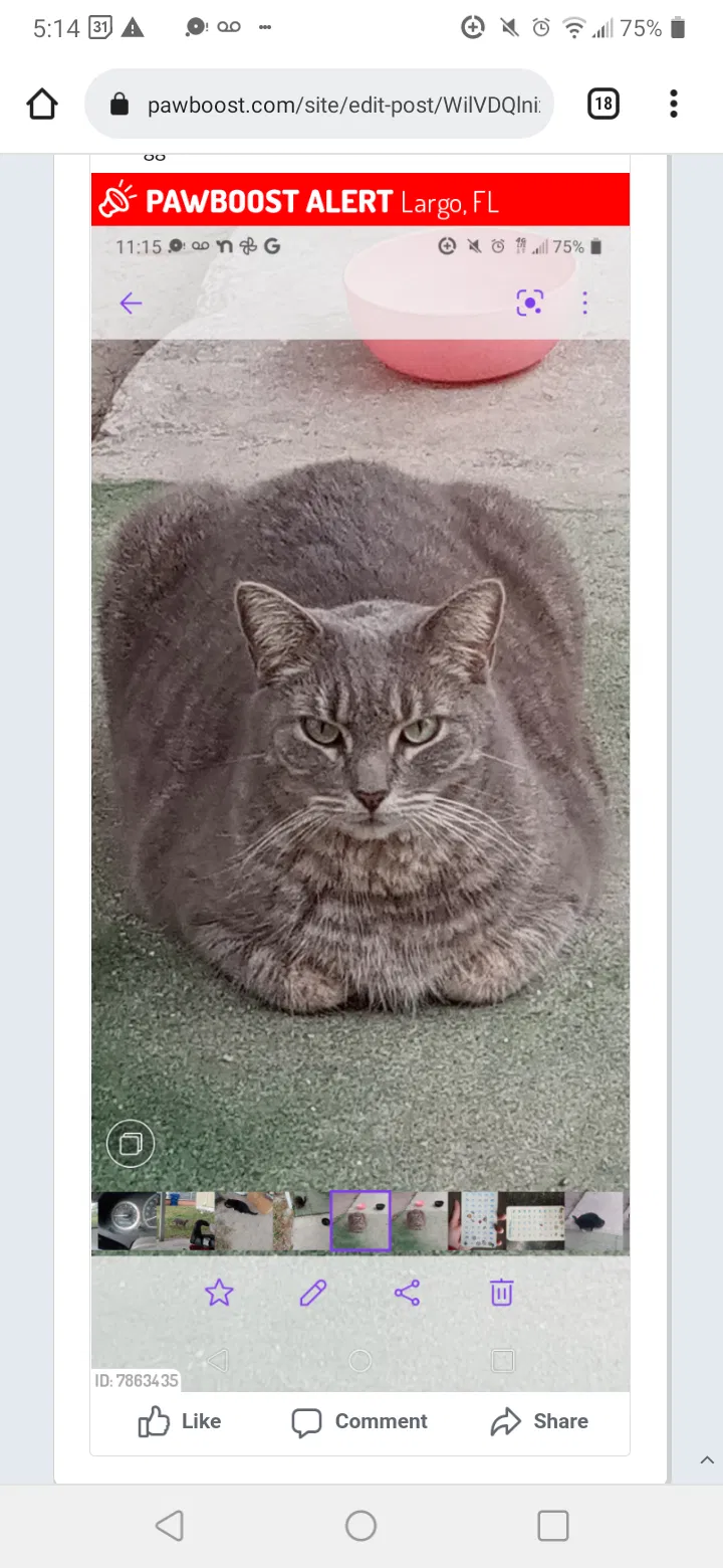 Lost cat in Largo, FL, 33774