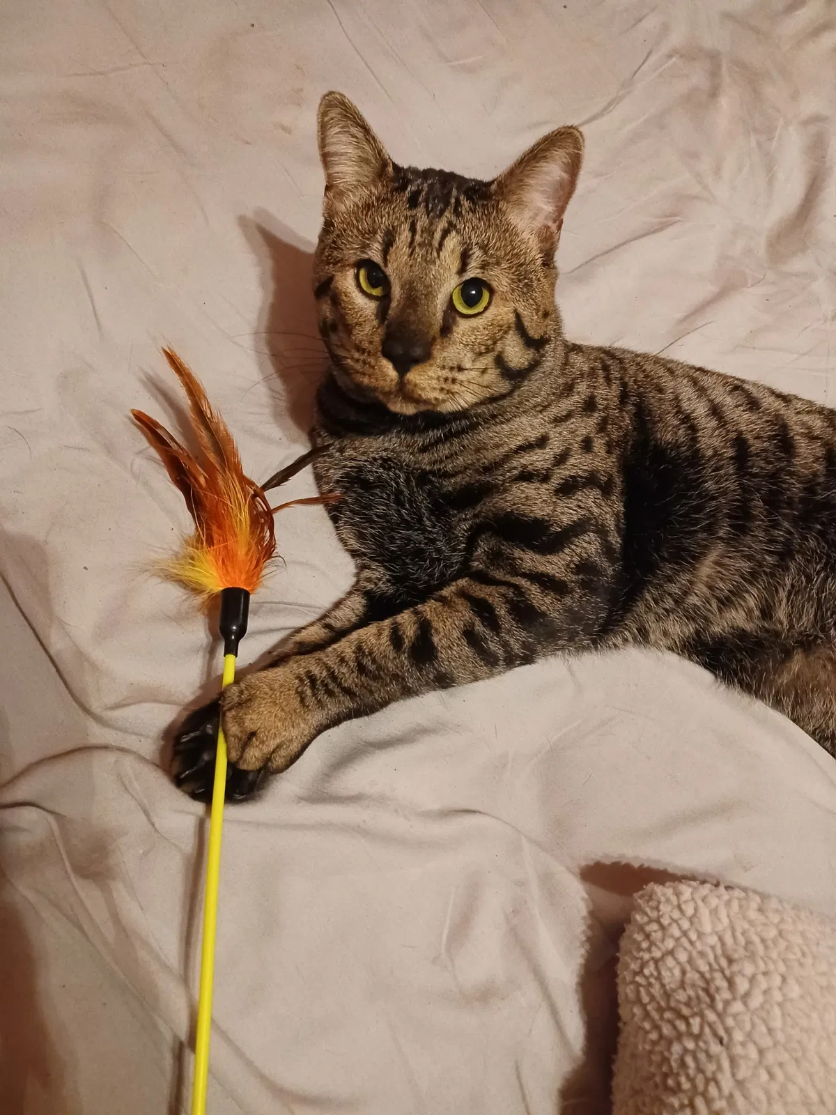 Lost cat in Clearfield, UT, 84015