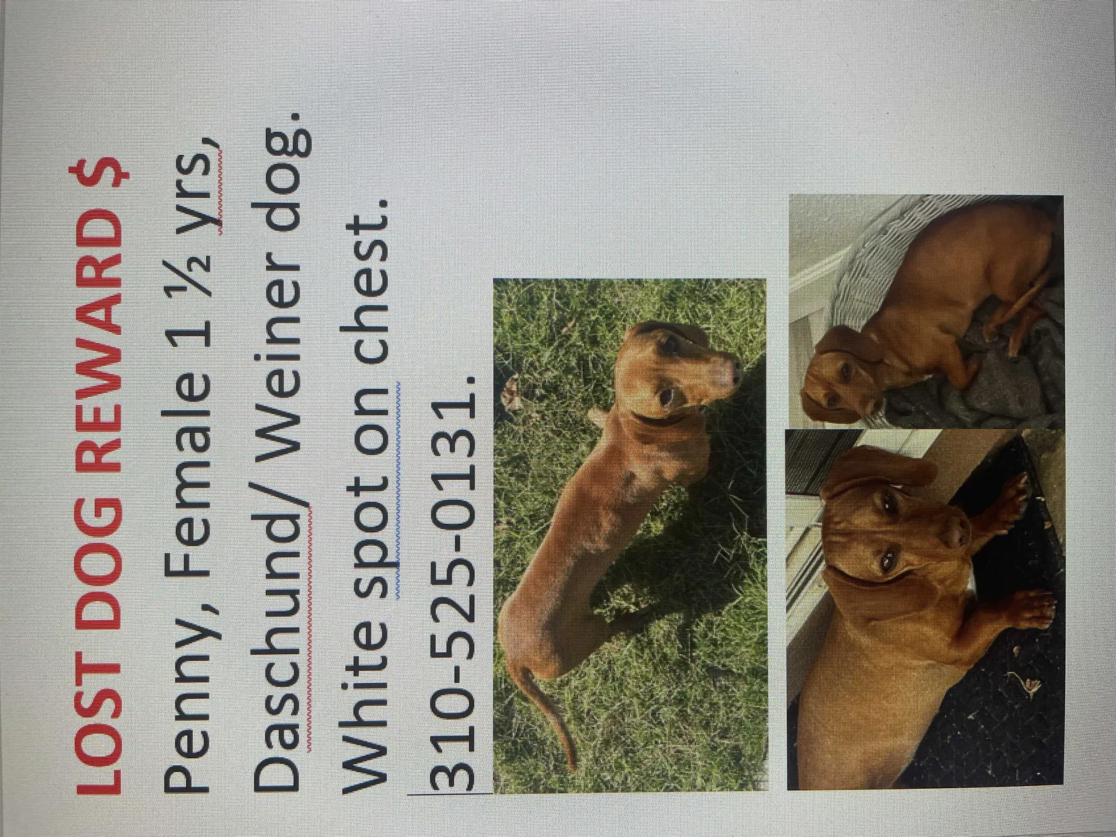 Lost dog in Compton, CA, 90220