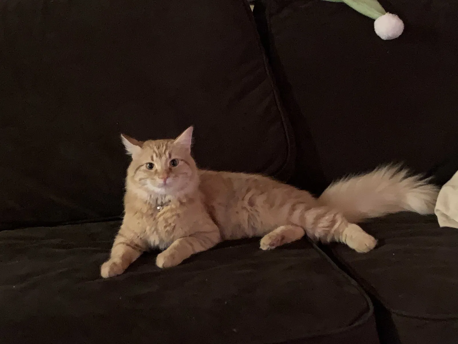 Lost cat in San Marcos, TX, 78666