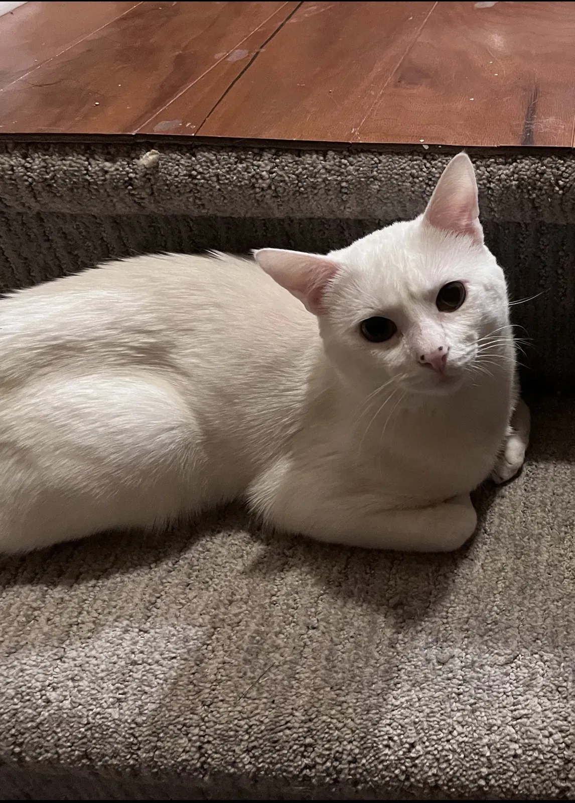 Lost cat in Antioch, TN, 37013